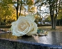 Totensonntag auf dem Stralsunder Zentralfriedhof