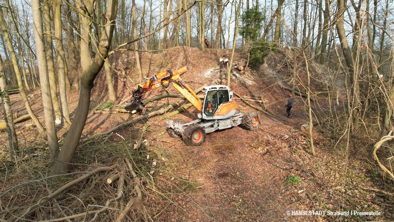 Der Hangbagger im Einsatz beim Fällen kranker Escher und absturzgefährdeter Bäume Der Hangbagger im Einsatz beim Fällen kranker Escher und absturzgefährdeter Bäume
