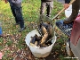 Mehr als 500 Spiegelkarpen sollen helfen, die Stadtteiche von Hornkraut freizuhalten