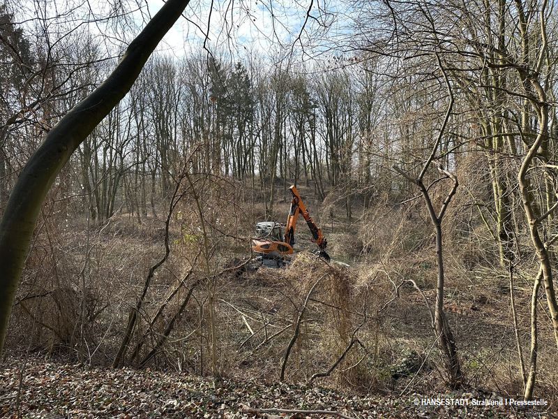 Rostocker Werk - Arbeiten im wilden Dickicht Rostocker Werk - Arbeiten im wilden Dickicht