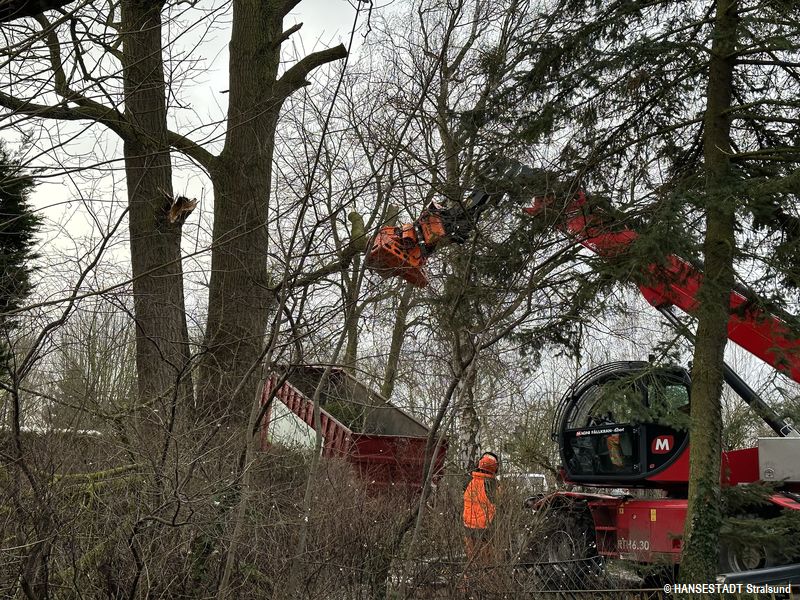 Rund eine Tonne wiegt das Stück Holz in der Zange des Fällkrans - zeigt die Waage Rund eine Tonne wiegt das Stück Holz in der Zange des Fällkrans - zeigt die Waage