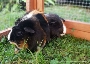 Bibolinchen zum Thema Haustiere