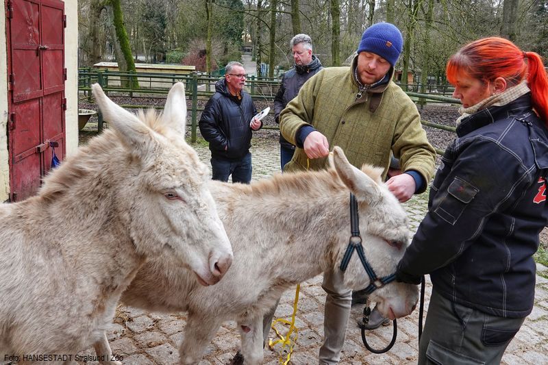 Die gekörten Eseldamen des Zoos Die gekörten Eseldamen des Zoos