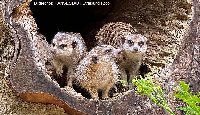 Erdmännchen sind seit 2025 ein Besuchermagnet im Zoo Stralsund Erdmännchen sind seit 2025 ein Besuchermagnet im Zoo Stralsund