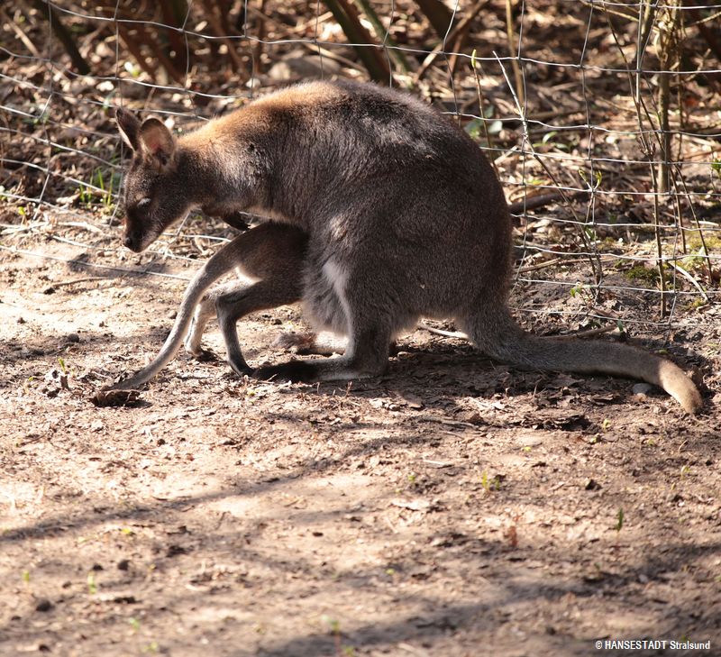 Husch zu Mama in den Beutel, sagt sich hier ein Känguru-Junges Husch zu Mama in den Beutel, sagt sich hier ein Känguru-Junges