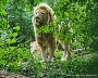 Löwe Malibu ist einer der Neuzugänge im Zoo Stralsund