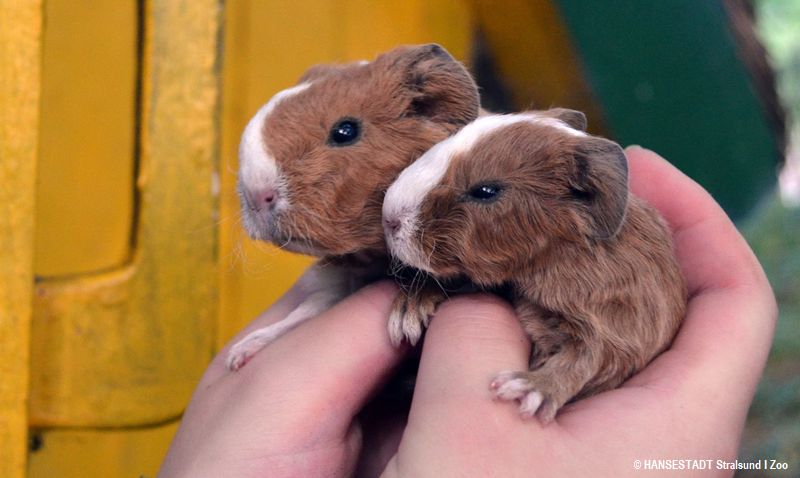 Meerschweinchen braun Meerschweinchen braun