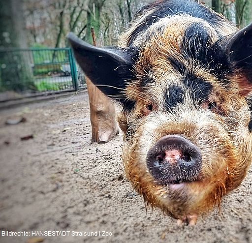 Neu im Bestand aufgenommen wurden 2023 die Kune Kune Schweine Neu im Bestand aufgenommen wurden 2023 die Kune Kune Schweine
