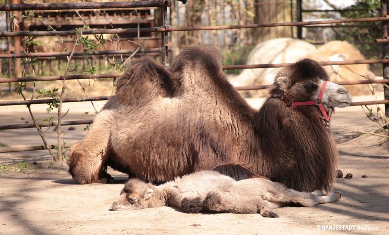 Überraschend geboren - Kamel-Fohlen mit seiner Mutter beim der Mittagsruhe Überraschend geboren - Kamel-Fohlen mit seiner Mutter beim der Mittagsruhe