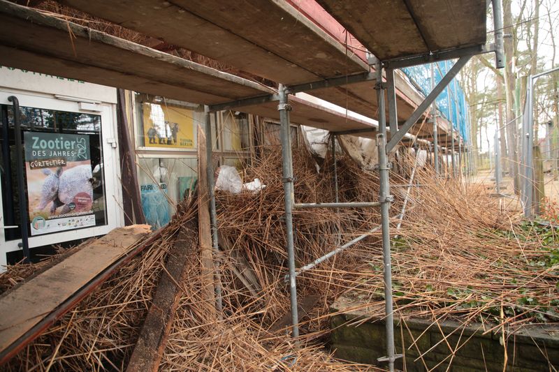 Wenn das gesamte Reet vom Dach entfernt ist,wird es anschließend mit Ziegeln neu gedeckt Wenn das gesamte Reet vom Dach entfernt ist,wird es anschließend mit Ziegeln neu gedeckt